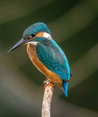 kingfisher